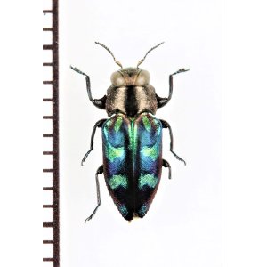 画像: ムツボシタマムシの一種　Chrysobothris vitalisi　ベトナム南部