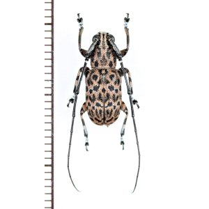 画像: カミキリムシの一種　Cerambycidae species　♂　 フィリピン(パラワン島)