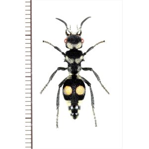 画像: アリバチの一種　Hoplomutilla sp.　♀　エクアドル