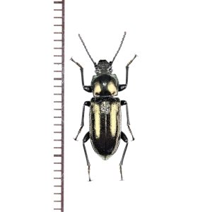 画像: ゴミムシダマシの一種　Tenebrionidae species　フィリピン（パラワン島）