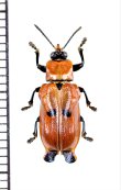 画像1: ハムシの一種　Xenarescus sp.　エクアドル