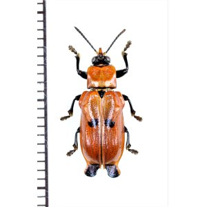 画像: ハムシの一種　Xenarescus sp.　エクアドル