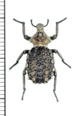 画像: イボゾウムシの一種　Brachycerus sp.　タンザニア