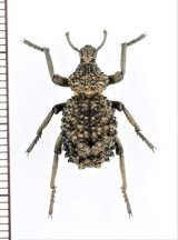 画像: イボゾウムシの一種　Brachycerus sp.　ザンビア