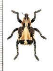 画像1: ゾウムシの一種　Curculionidae species　ボツワナ