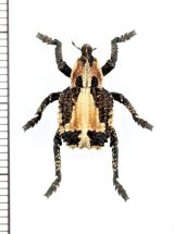 画像: ゾウムシの一種　Curculionidae species　ボツワナ