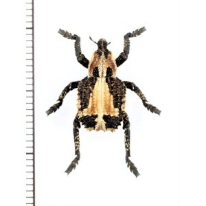 画像: ゾウムシの一種　Curculionidae species　ボツワナ