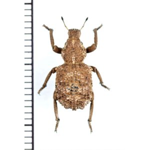 画像: ゾウムシの一種　Curculionidae species　ボツワナ