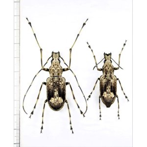 画像: ヒゲナガゾウムシの一種　 Eugigas goliathus　ペア　♂42.5mm♀37.5mm　マレーシア