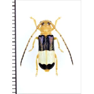 画像: ハムシ擬態のカミキリムシの一種　Cerambycidae species　♂　ベトナム北東部