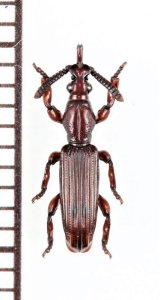 画像: 好蟻性オニミツギリゾウムシの一種　Eremoxenini species　♀　ナミビア