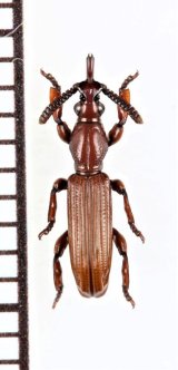 画像: 好蟻性オニミツギリゾウムシの一種　Eremoxenini species　♀　ナミビア