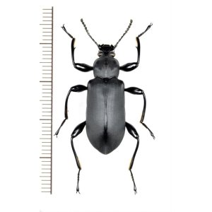 画像: ゴミムシダマシの一種　Tenebrionidae species　ベトナム北東部