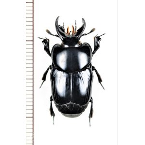 画像: エンマムシの一種　Histeridae species　ペルー
