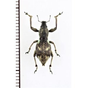 画像: ゾウムシの一種  Curculionidae species   ベトナム中部