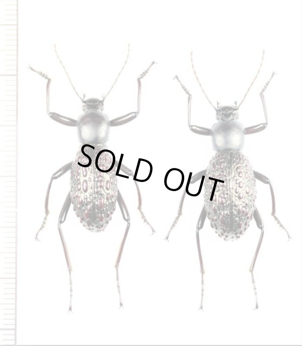 画像1: ゴミムシダマシの一種　Morphostenophanes bannaensis　ペア　中国（雲南省）