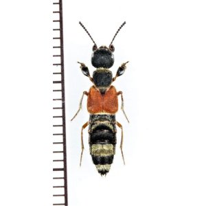 画像: アリバチ擬態のハネカクシの一種　Staphylinidae species　ベトナム北東部