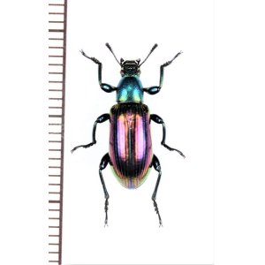 画像: ゴミムシダマシの一種　Tenebrionidae species　ベトナム北中部