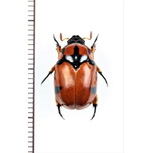 画像: テントウコガネの一種　♀　Rutelarcha sp.   フィリピン（ルソン島）