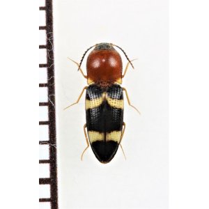 画像: アリバチ擬態のコメツキムシの一種　Elateridae species　 ベトナム中部