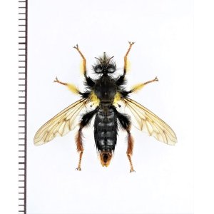 画像: ムシヒキアブの一種　Asilidae species　ベトナム北東部