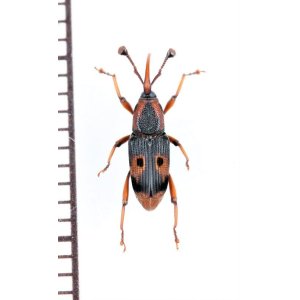 画像: 眼状紋を持つオサゾウムシの一種　Rhynchophoridae species　ベトナム北東部