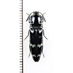 画像: コメツキムシの一種　Elateridae species　♀　ベトナム北東部