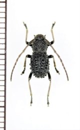 画像: カミキリムシの一種　Cerambycidae species　中国（広西チワン族自治区）