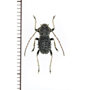 画像: カミキリムシの一種　Cerambycidae species　中国（広西チワン族自治区）