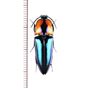 画像: コメツキムシの一種　Campsosternus sp.　♀　 ベトナム中部