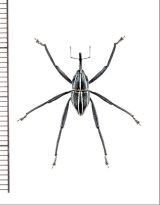 画像: ゾウムシの一種　 Arachnobas sp.　♂　インドネシア（モルッカ諸島：ウォカム島）