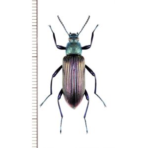 画像: ゴミムシダマシの一種　Strongylium cupripenne　マダガスカル