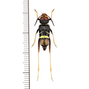 画像: スズメバチ擬態のカミキリムシの一種　Xylotrechus sp.　♀　ベトナム北東部