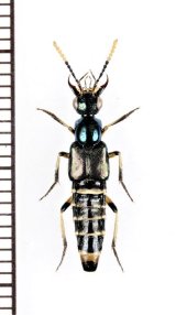 画像: ハネカクシの一種　Staphylinidae species　インドネシア（モルッカ諸島：ウォカム島）