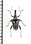 画像1: ゾウムシの一種　Curculionidae species　ニュージーランド