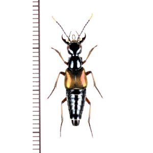 画像: ハネカクシの一種　Staphylinidae species　インドネシア（モルッカ諸島：ウォカム島）