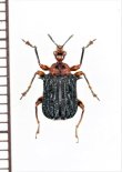 画像1: オトシブミの一種　Echinapoderus sp.　インドネシア（スマトラ島）