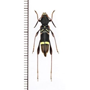 Photo: カミキリムシの一種　Cyrtoclytus sp.　ベトナム北東部