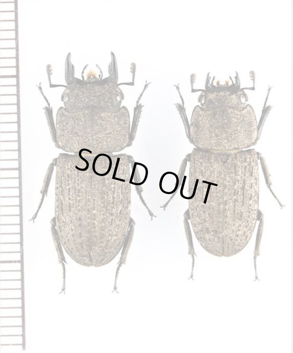 画像1: ヤマトサビクワガタ　大型ペア　♂23mm♀19.8mm　徳之島