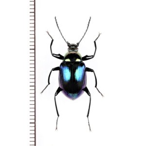 画像: キマワリの一種　Amarygminae species　♂　ベトナム中部