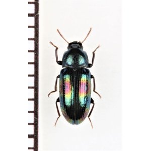 画像: ゴミムシダマシの一種　Tenebrionidae species　ベトナム中部