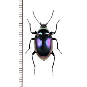 画像: キマワリの一種　Amarygminae species　♀　ベトナム中部