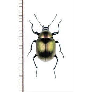 画像: キマワリの一種　Amarygminae species　ベトナム北中部