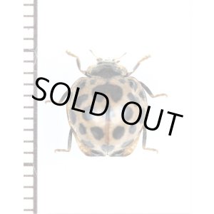 画像: エゾアザミテントウ　基本型　北海道