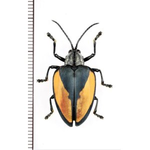 画像: トゲハムシの一種　Pseudocalaspidea cassidea　ペルー