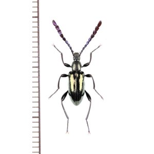 画像: ゴミムシダマシの一種　Tenebrionidae species　ペルー