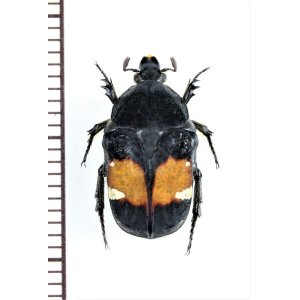 画像: コアオハナムグリの一種　Gametis bealiae　♀　ベトナム北東部