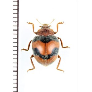 画像: テントウムシの一種　Coccinellidae species　 ベトナム北東部