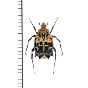 画像: トゲヒラタハナムグリの一種　Dasyvalgus sp.　♂　マレーシア