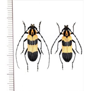 画像: ベニボタル擬態のカミキリムシの一種　Parevander xanthomelas　ペア　メキシコ